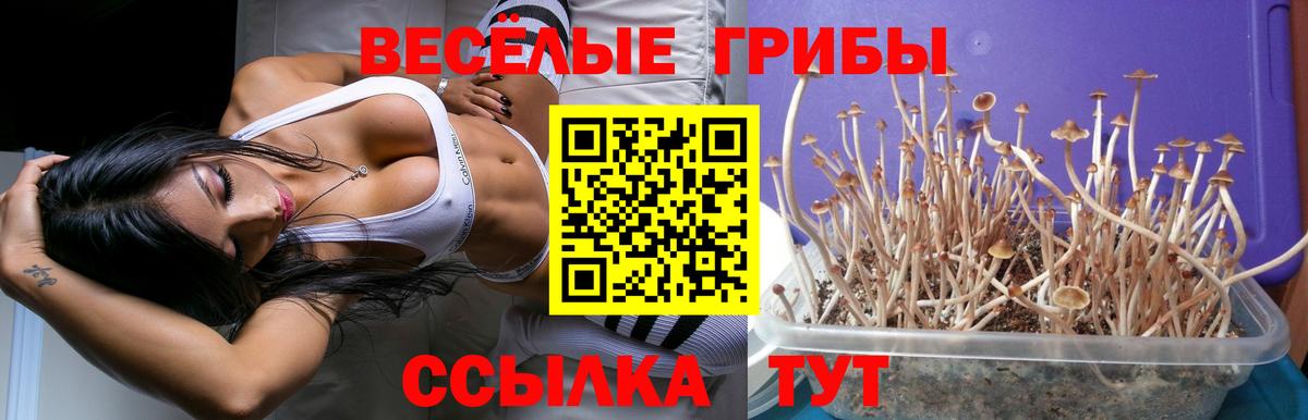 Псилоцибиновые грибы Magic Shrooms  Вход с VPN  Котлас  Галлюциногенные грибы Psilocybe 